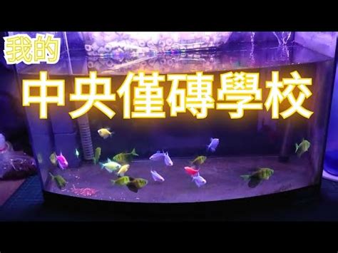 金磚魚好養嗎|金魚飼養新手入門：8個金魚飼養技巧大公開（新手必。